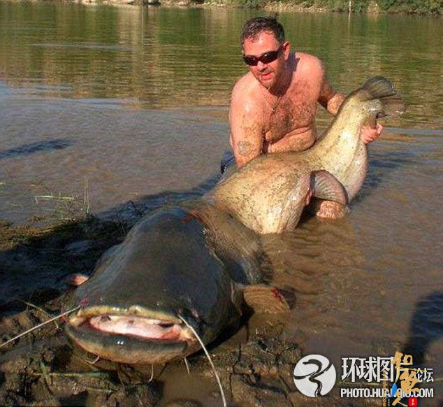 英国垂钓者西班牙捕获84公斤巨型鲶鱼