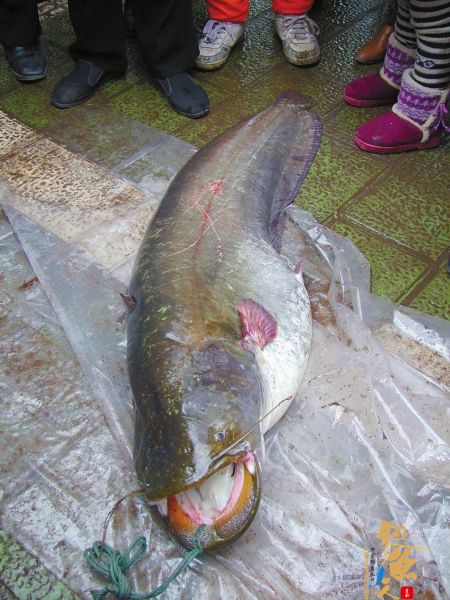 58斤鲶鱼上钩 20人分食