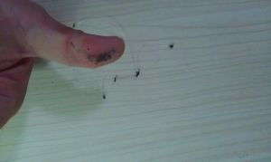 如何简单辨别真假碳素线与尼龙线 图