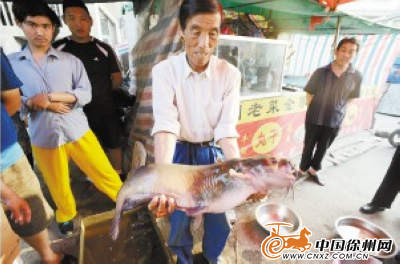 鲶鱼身子剪刀尾巴 费时半小时钓上条怪鱼 