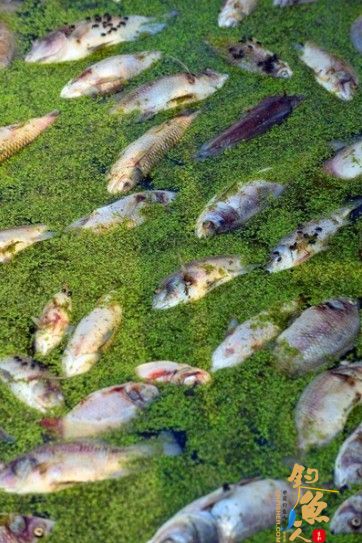 广州增城吓岗村一鱼塘疑遭投毒,死鱼达6万斤 图3 死鱼浮出水面