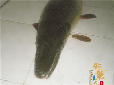 珠海市民薛先生钓到雀鳝鱼　系世界十大淡水凶猛鱼之一 图