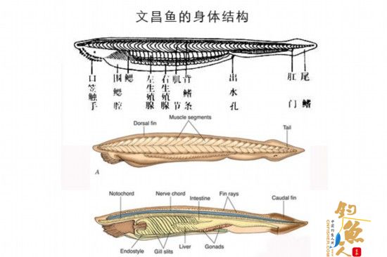 “水中大熊猫”文昌鱼并不是鱼(图)