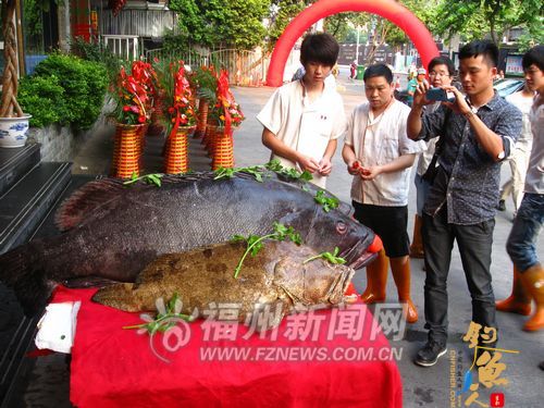 75公斤金钱斑亮相福州街头 引来市民驻足观赏拍照 图