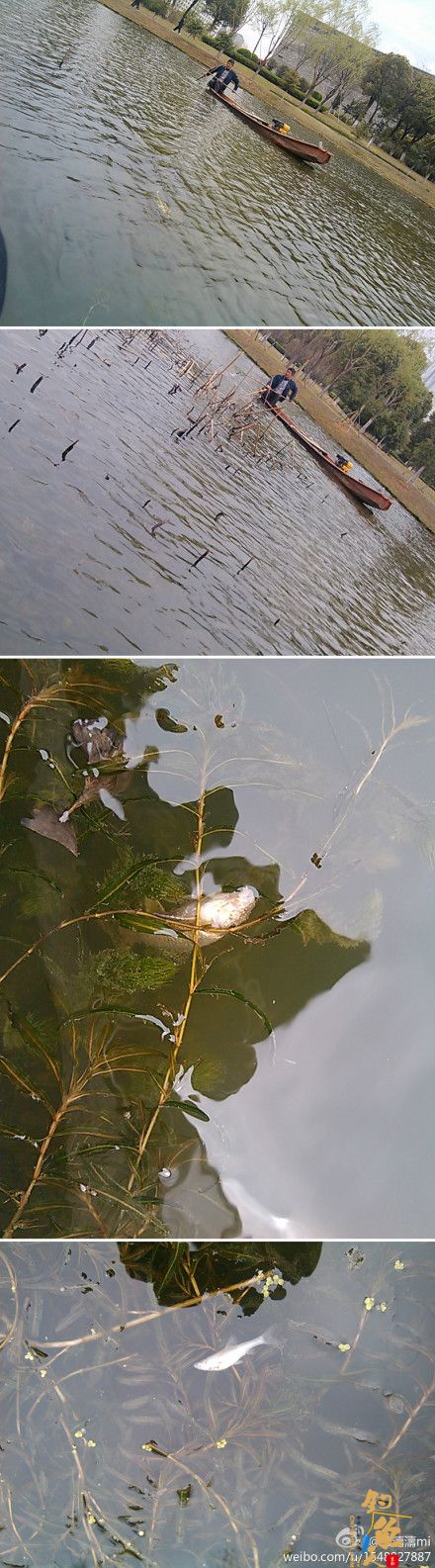 宁波博物馆边上的河道电鱼钓鱼现象严重