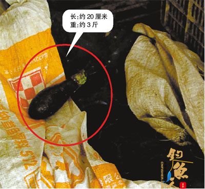 鱼档老板宰杀鱿鱼时发现 警方检查后确认该枚旧炸弹仍具杀伤力