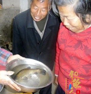 《村民捕获一条怪鱼》 这条鱼的真名——丁桂鱼