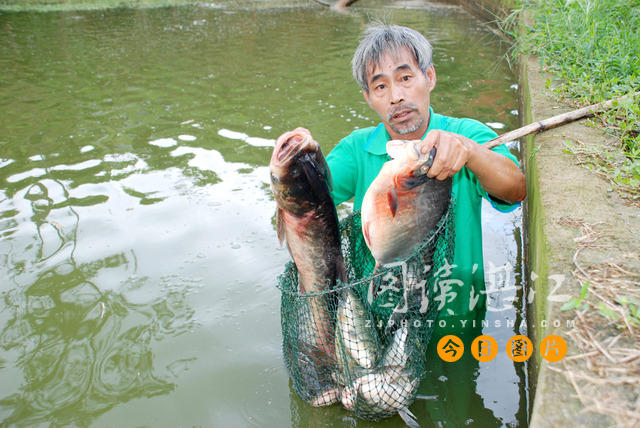 廉江：鱼塘疑被投毒 万余斤鱼遭殃 现场组图