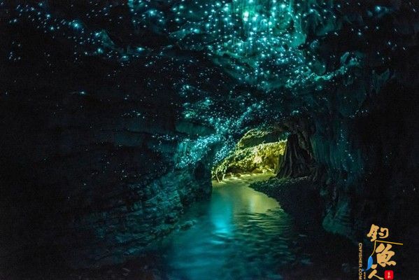 盘点11种荧光动物：深海怪鱼生气时“点亮”全身 发光蕈蚊 组图