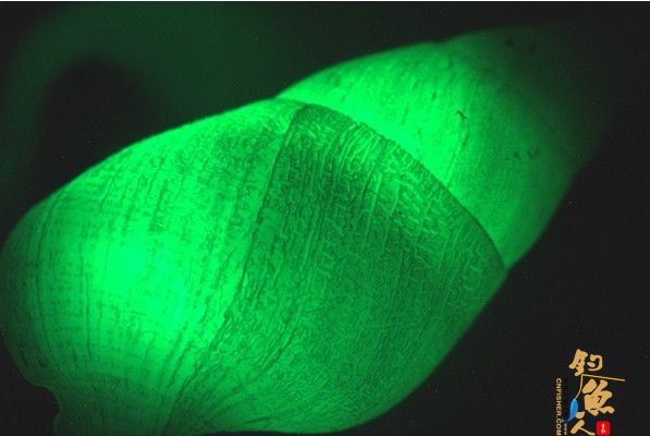 盘点11种荧光动物：深海怪鱼生气时“点亮”全身 自身发光的蜗牛 组图