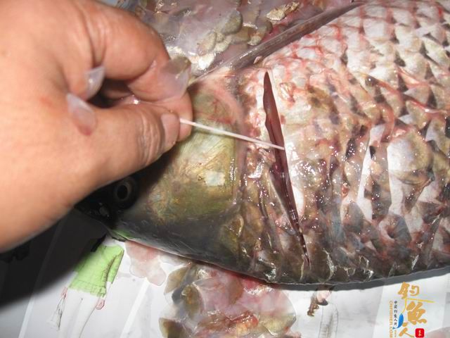 打鳞、抽筋、鱼才好吃
