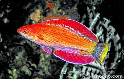 印尼发现“闪光”新鱼种 闪光的濑鱼(flasher wrasse)