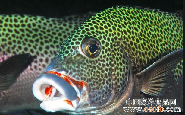 细鳞鱼
