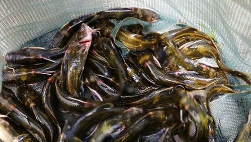 怎样钓黄颡鱼（昂刺鱼）的钓法