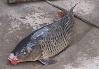 如何应对鲤鱼拒食行为