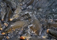 夏季垂钓鲤鱼技巧五