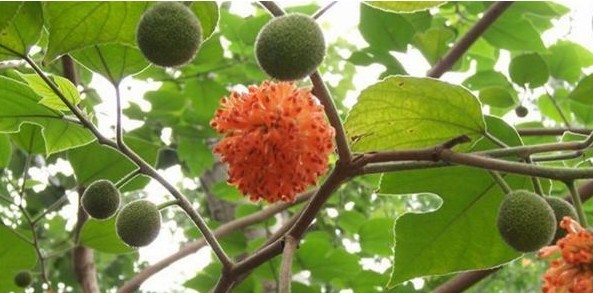 夏季野钓“栽树”钓草鱼的技巧