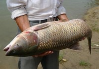 仲秋季节海竿钓草鱼