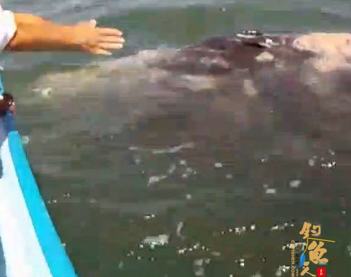 ４个国外男子钓鱼时发现两条“龙形生物” 并与之嬉戏 图