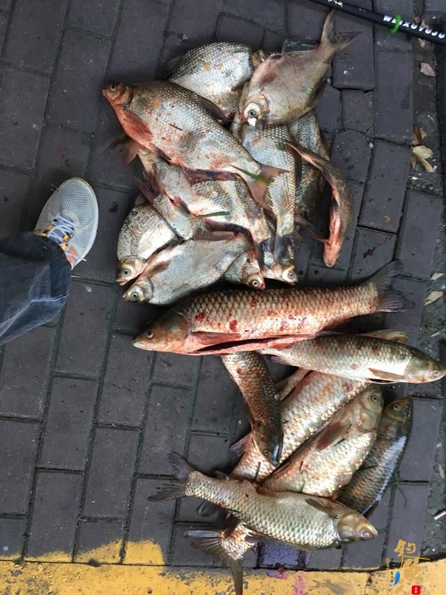老钓鱼人不传之秘——用草钓草鱼