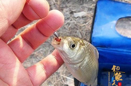钓鲫鱼？何不潇洒走一回？
