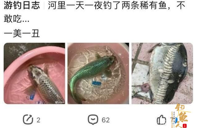 广东钓鱼人，一天之内在河里钓起两条“奇鱼”，土炮古黄金 或为 异种鲤