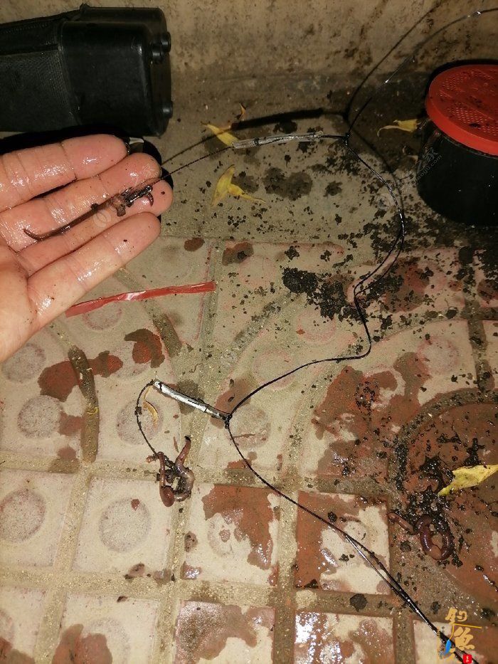 浅谈自己钓鲶鱼的一点经验，转