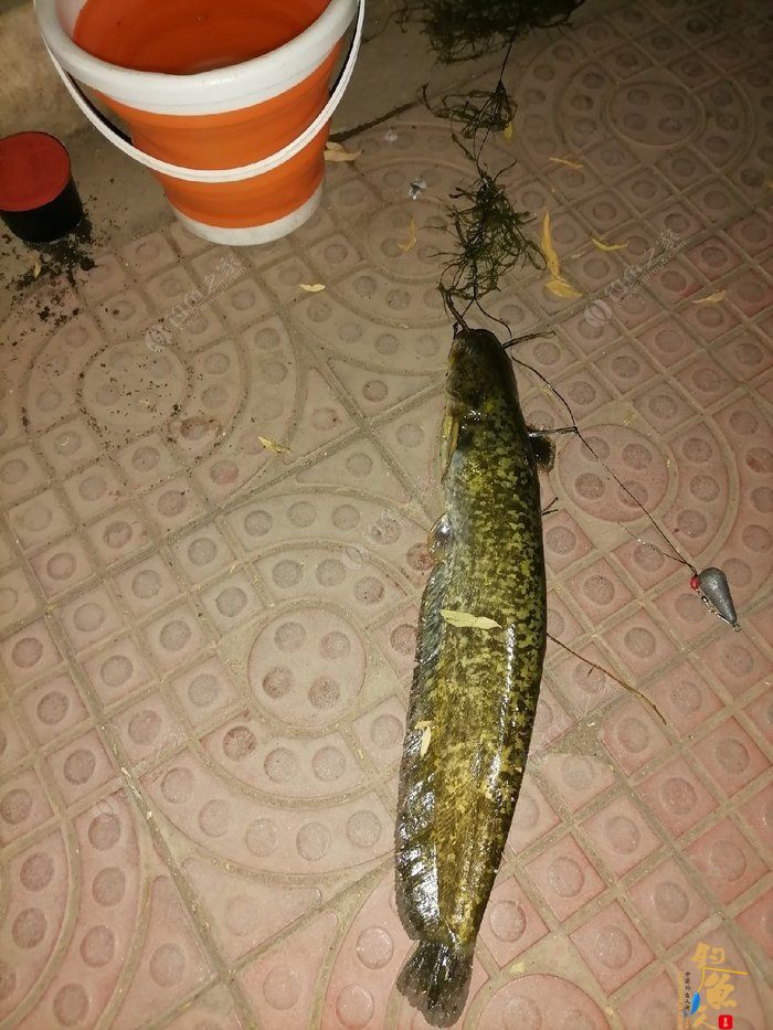 浅谈自己钓鲶鱼的一点经验，转