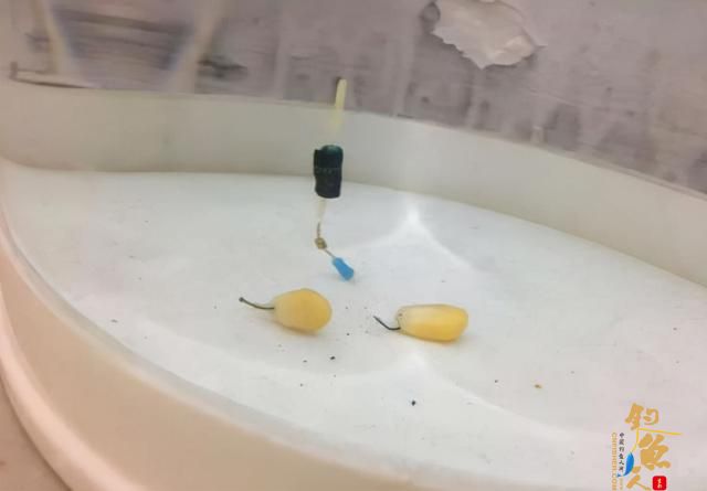 调漂不会找底，不如试试这两个方法 ,配图