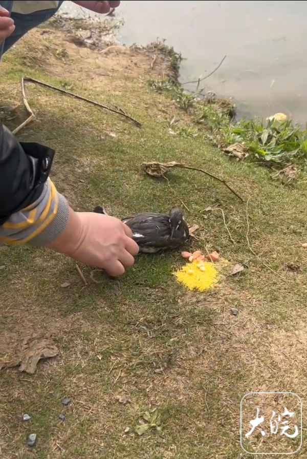 ﻿一只小䴙䴘在合肥翡翠湖被鱼钩鱼线缠绕 热心市民将其救下