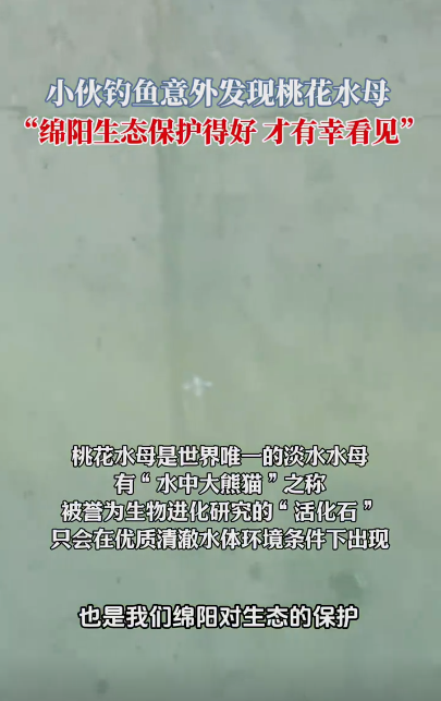罕见！四川绵阳小伙钓鱼时意外发现有 “水中大熊猫”之称的桃花水母