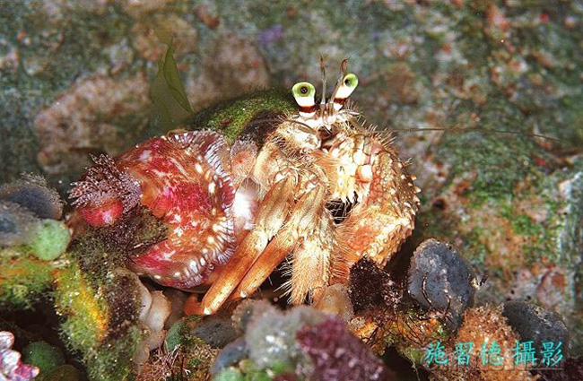 畸形真寄居蟹 Dardanus deformis