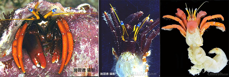 容易被当成红脚的品种：精致硬壳寄居蟹/盖氏硬指寄居蟹 Calcinus gaimardii