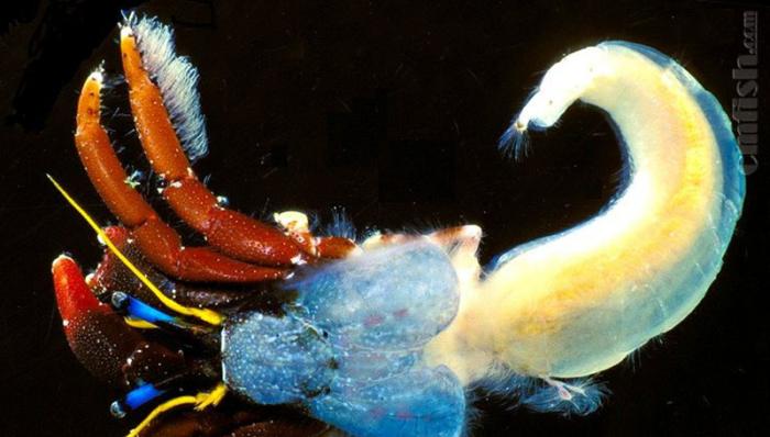 容易被当成红脚的品种：莫氏硬壳寄居蟹/摩氏硬指寄居蟹 Calcinus morgani